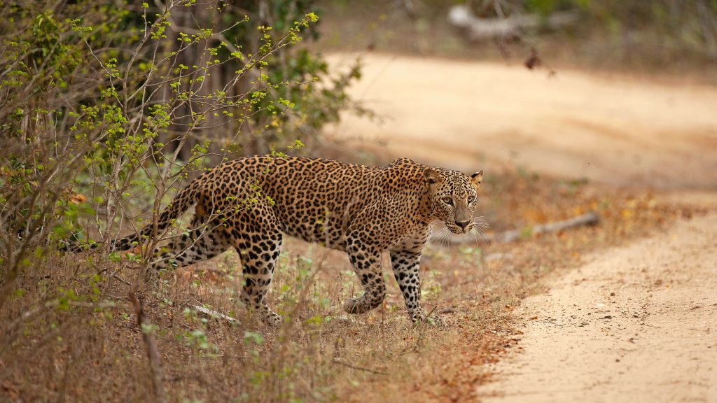 sri lankan leopard