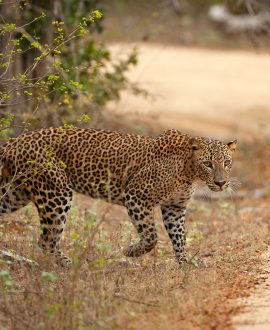 The Ultimate Big Game Safari