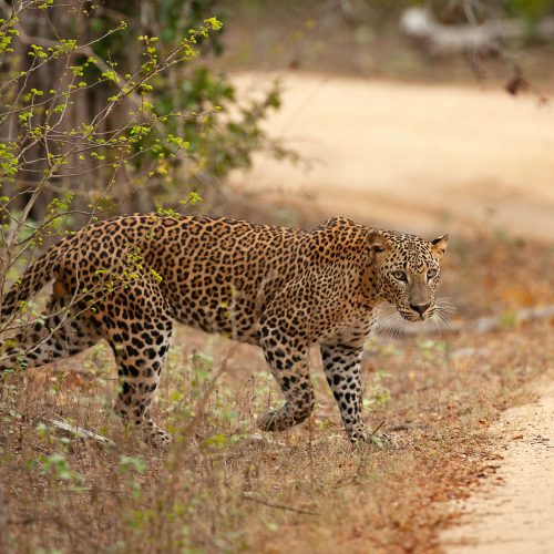 sri lankan leopard