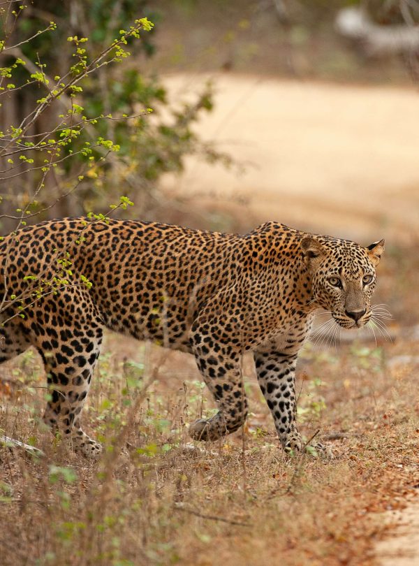 sri lankan leopard