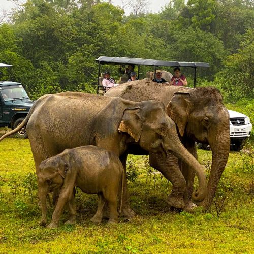 elephant gathering