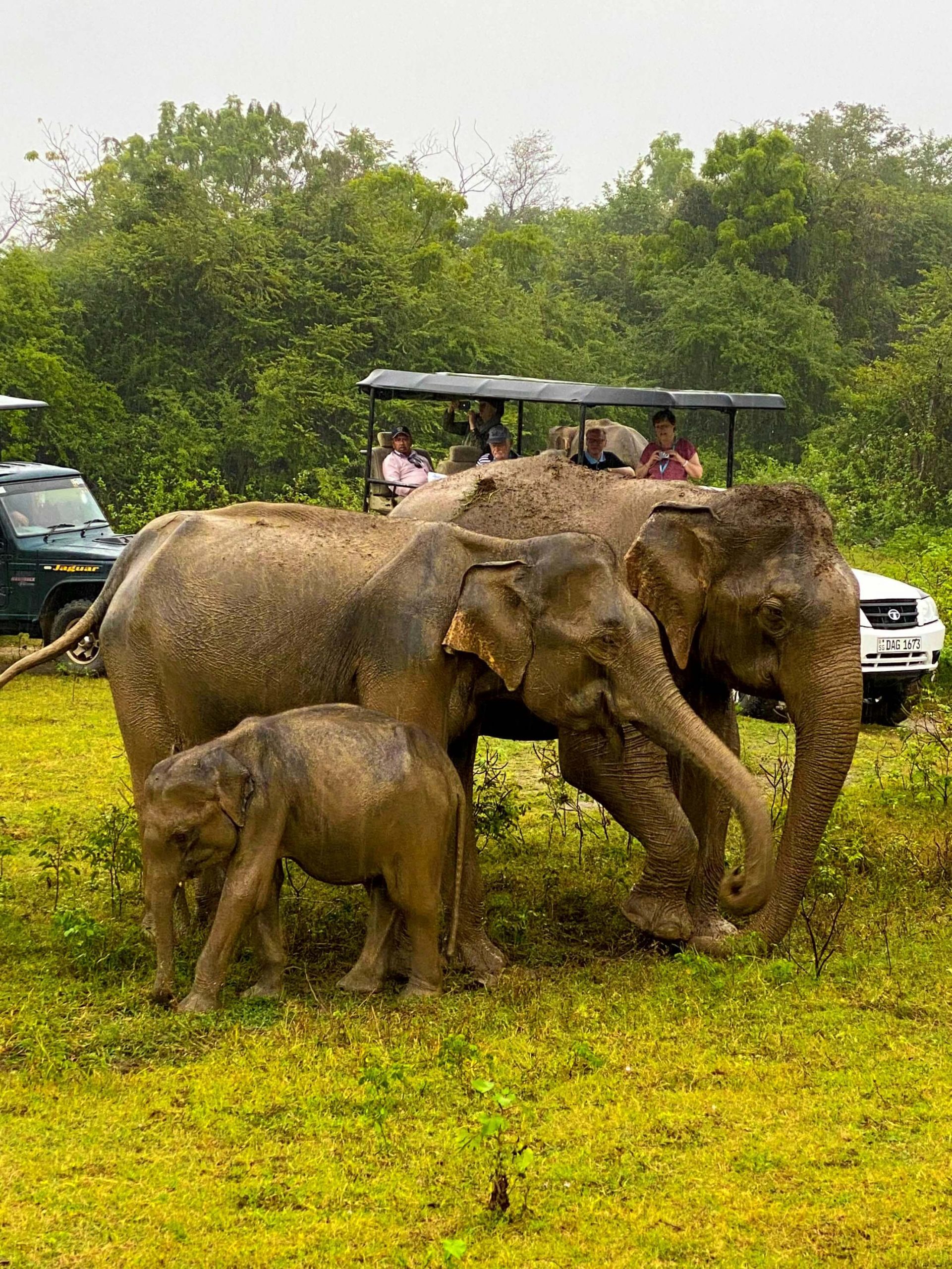Wildlife Safari