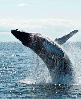 Whale & Dolphin Watching Cruise
