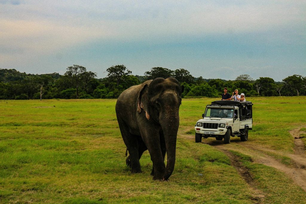 wildlife safari