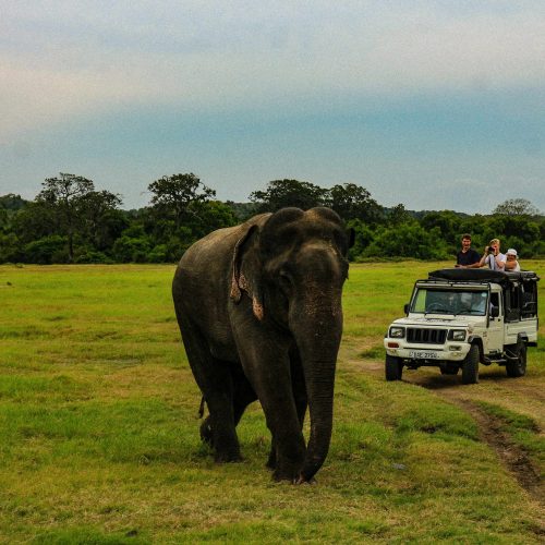 wildlife safari