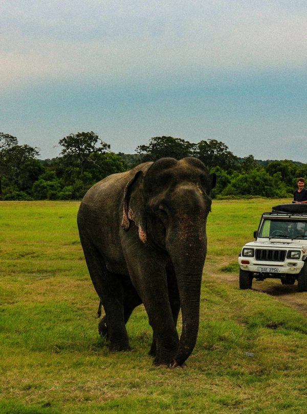 wildlife safari